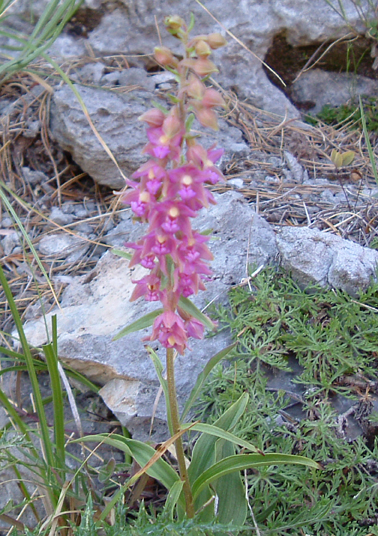 Epipactis